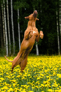 Livernose Rhodesian Ridgeback jumping in yellow frowers feeld