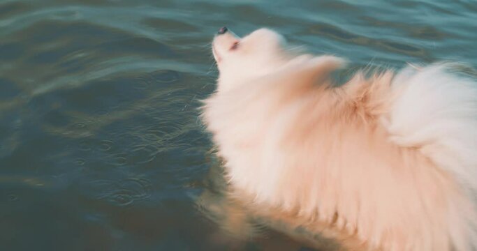 white fluffy dog swimming in the sea and making water splashes. Slow motion. cute white pomeranian puppy dog swimming in the sea