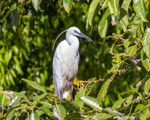 White heron in Rajagiriya marsh reserve