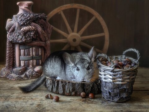 Funny chinchilla with a basket of nuts