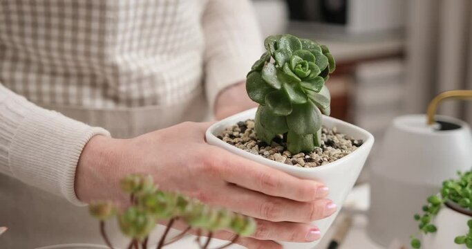 Woman holding potted Aeonium Succulent house plant in a white ceramic pot