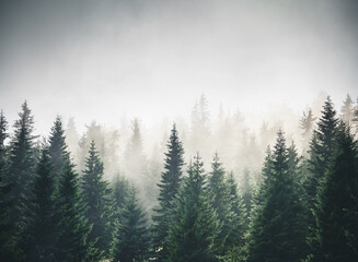 Misty mountain landscape with mysterious fir forest.