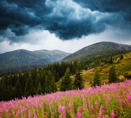 Dramatic overcast sky before a thunderstorm with blooming mountain slopes. Carpathian mountains, Ukraine, Europe.
