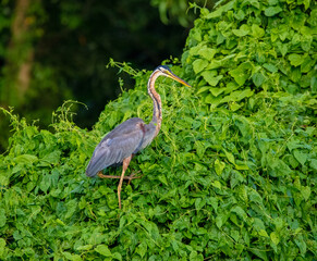 Purple heron