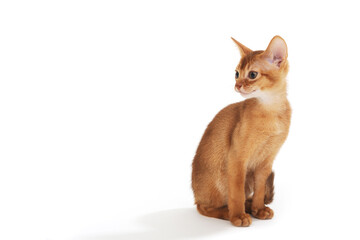 ginger purebred kitten sits on an isolated white background