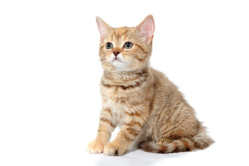 Fototapeta na wymiar ginger purebred kitten sits on an isolated white background