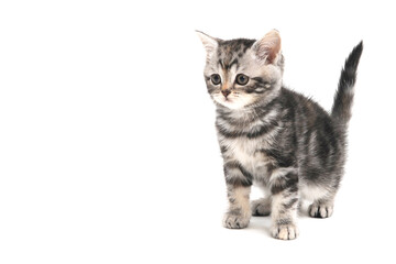 Fluffy grey kitten on a white isolated background