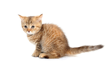 Obraz premium ginger purebred kitten sits on an isolated white background