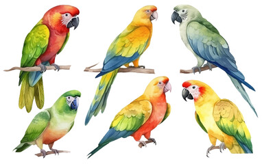 Naklejka premium watercolor set illustration of parrot on a branch isolated on white background