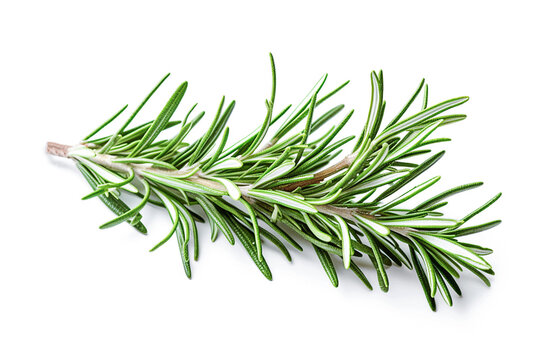 Ai generative. Rosemary twig and leaves on white
