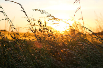 Obraz premium sunset in the field