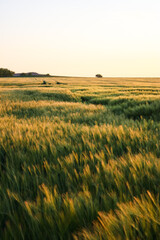 Obraz premium field of wheat