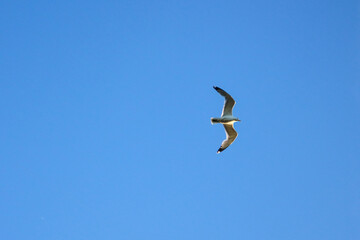 seagull in flight