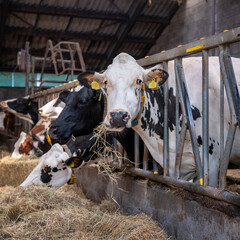 black and white spotted cows feed on hay inside dutch farm in holland