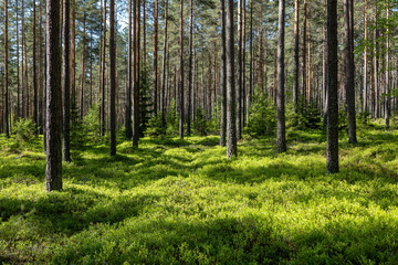 Background pine forest with green lush bluberry grass