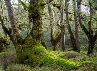 Obraz premium tree in the woods