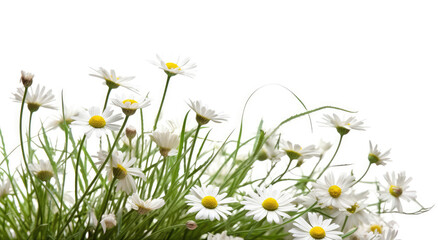 Grass with white daisies isolated on white background