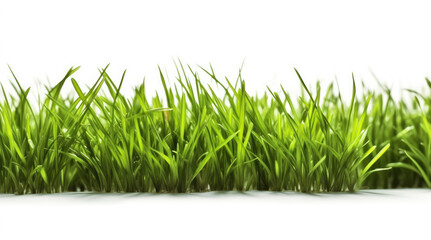 Fototapeta premium Fresh green grass isolated on white background