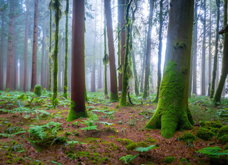morning in the woods