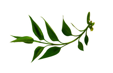 A green branch of lilac isolated on a white background. Spring tender foliage for design