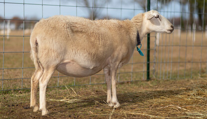 Katahdin sheep ewe with light beige hair