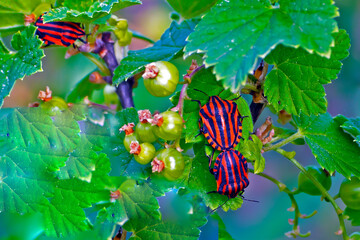 A tick sits on a currant leaf on a summer day