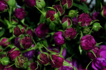 Purpure Roses Background