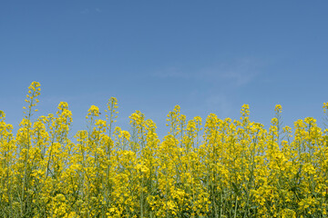 権現堂の菜の花　