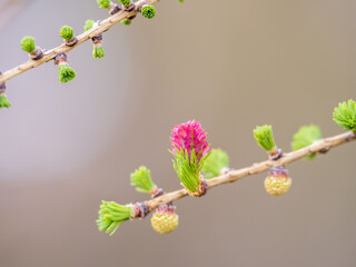 Larch tree fresh pink cones blossom at spring on nature background