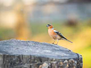 Common chaffinch, Fringilla coelebs, sits on a tree. Common chaffinch in wildlife.