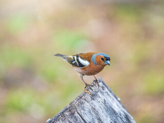 Common chaffinch, Fringilla coelebs, sits on a tree. Common chaffinch in wildlife.