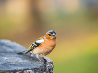 Common chaffinch, Fringilla coelebs, sits on a tree. Common chaffinch in wildlife.