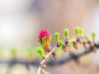 Larch tree fresh pink cones blossom at spring on nature background