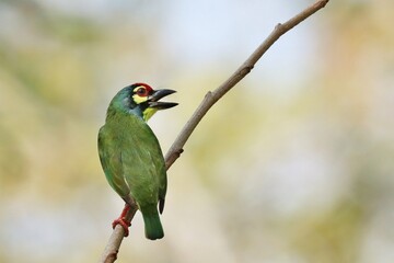 Coppersmith Barbet (Psilopogon haemacephalus) or Crimson-Breasted Barbet