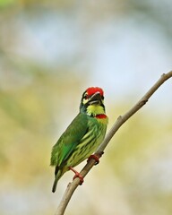 Coppersmith Barbet (Psilopogon haemacephalus) or Crimson-Breasted Barbet