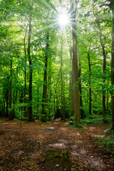 Ashton Court Estate, Bristol, UK