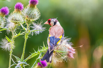 European goldfinch, feeding on the seeds of thistles. Carduelis carduelis.