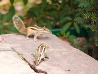 common indian squirrel with natural green background in Arga, India