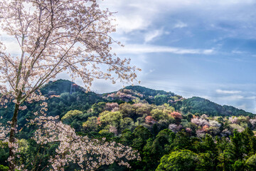 桜淵公園の満開の桜