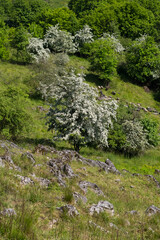 Fototapeta na wymiar Spring in the Moravian Karst. Typical karst landscape. Moravian Karst, South Moravia, Czech Republic.