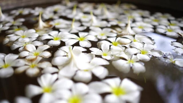 White frangipani flowers on water surface and falling water drops, dark background.