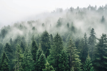 A forest shrouded in thick fog symbolizes the uncertainty and effects of climate change on local ecosystems. Generative AI