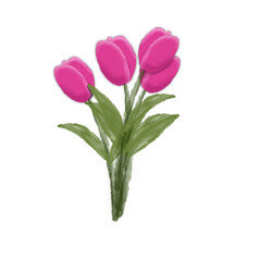 pink tulips