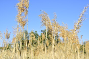 Dry reed branches on the lake against the blue sky.