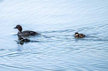 Schellente mit Jungen auf dem See