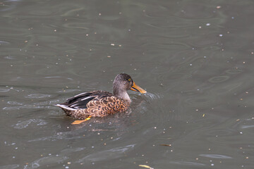 Löffelente auf dem See