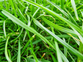 Fototapeta na wymiar Close up of lush green blades of grass