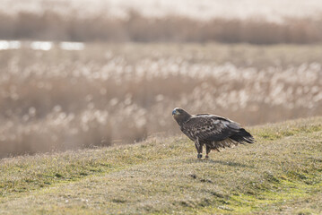 Seeadler an der Küste