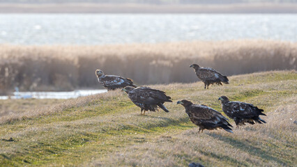 Seeadler an der Küste