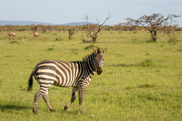 Plains zebra, equus quagga, equus burchelli, common zebra looking at the camera, Mara Naboisho Conservancy, Kenya.